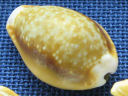 コモンダカラ