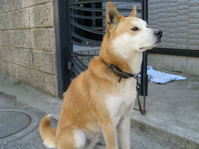 日本犬 1 身近な犬図鑑 身近な生き物図鑑