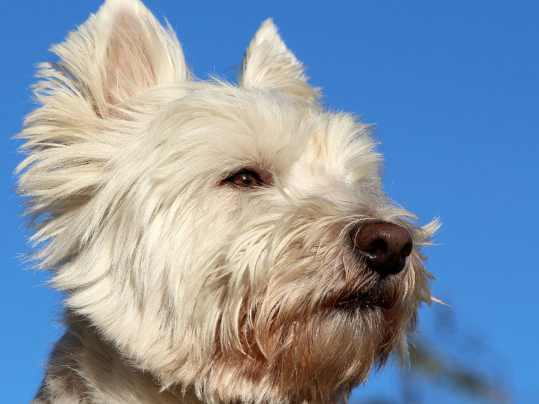 ウエスト ハイランド ホワイト テリア 1 身近な犬図鑑 身近な生き物図鑑
