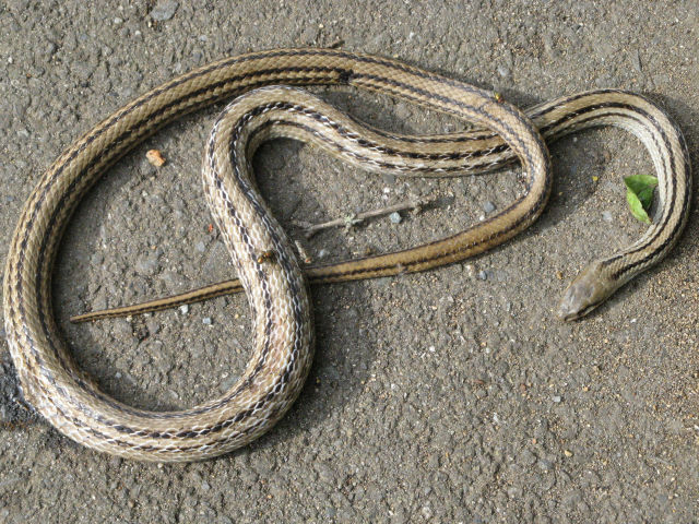 シマヘビの死骸 2 ナミヘビ科 身近な爬虫類図鑑 身近な生き物図鑑