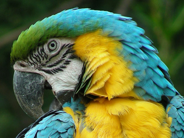身近な野鳥図鑑 ルリコンゴウインコの顔 8