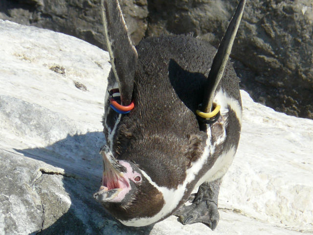 身近な野鳥図鑑 フンボルトペンギン 1