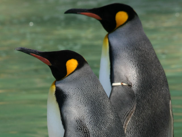身近な野鳥図鑑 キングペンギン 7