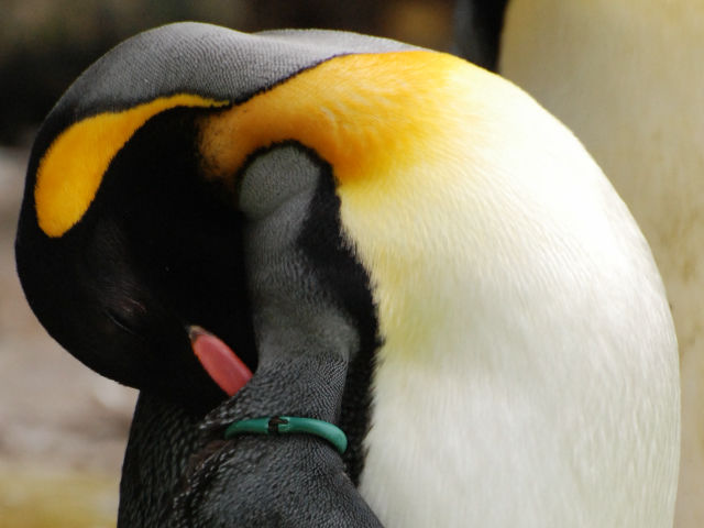 身近な野鳥図鑑 キングペンギン 11
