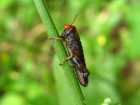 ミヤマフキバッタの幼虫