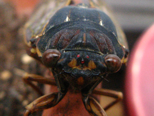 身近な昆虫図鑑 アブラゼミの顔 6