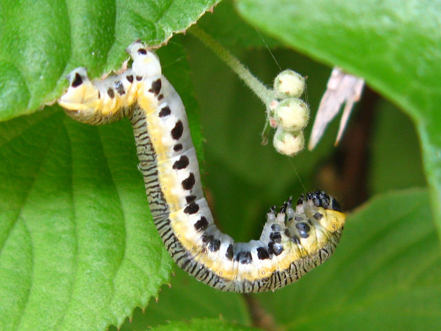身近な昆虫図鑑 ヒロバトガリエダシャクの幼虫