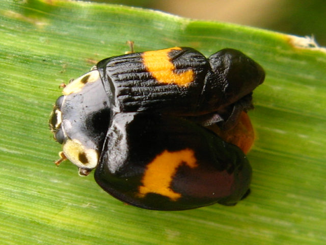 ナミテントウの成虫 4 テントウムシ科 甲虫目 身近な昆虫図鑑