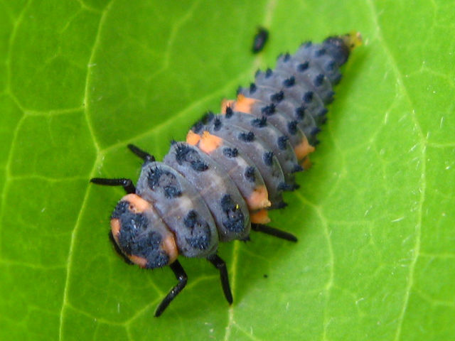 ナナホシテントウの幼虫 4 テントウムシ科 甲虫目 身近な昆虫図鑑