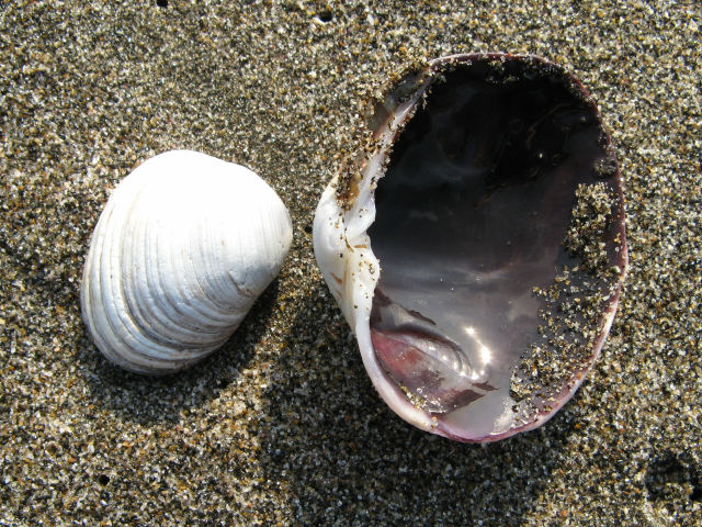 身近な貝殻図鑑 ウチムラサキガイ 08年1月9日