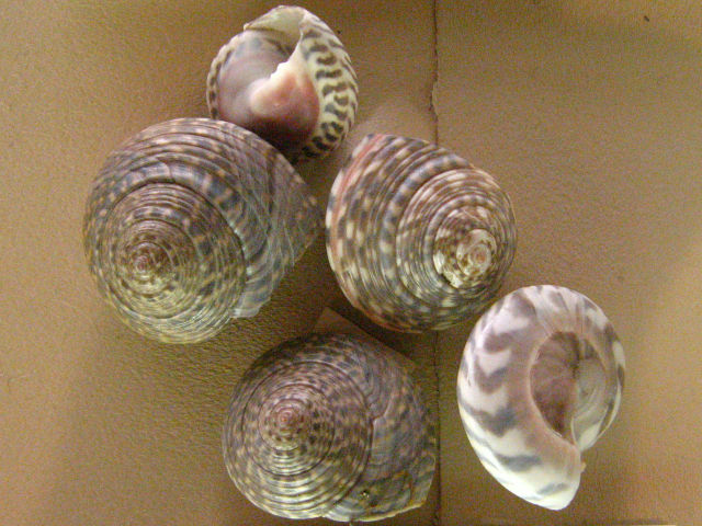 身近な貝殻図鑑 キサゴの標本