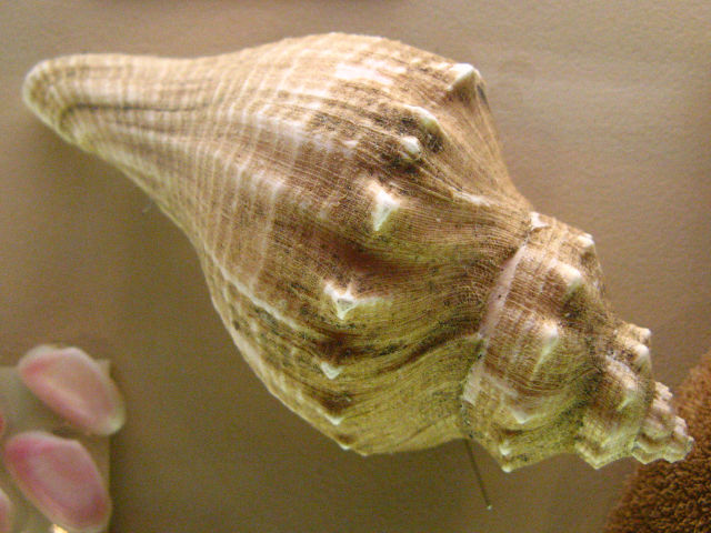 身近な貝殻図鑑 テングニシ