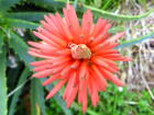キダチアオエの花