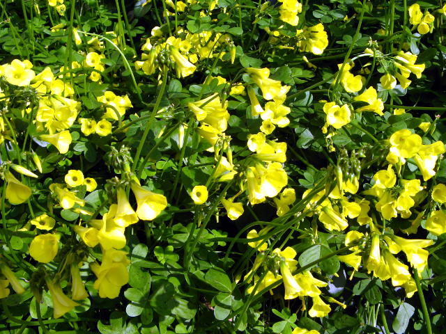 オオキバナカタバミの花 カタバミ科 3月 身近な植物図鑑