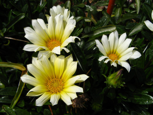 ガザニアの花 キク科 4月 身近な植物図鑑