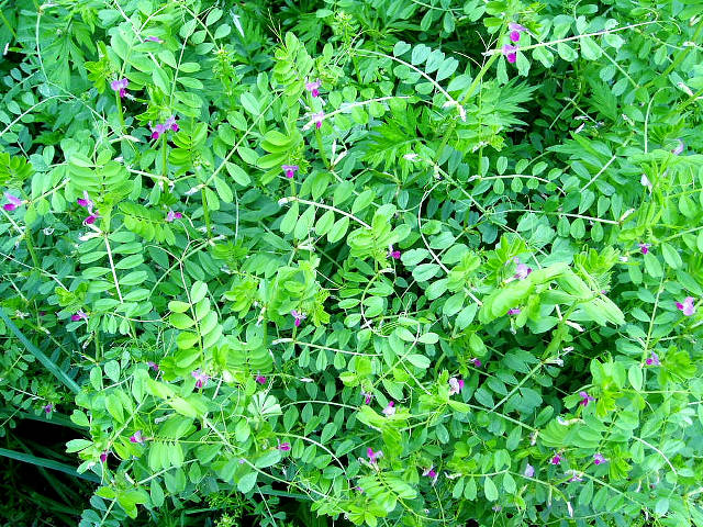 カラスノエンドウの草姿 1 マメ科 4月 身近な植物図鑑
