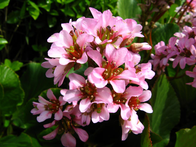 ヒマラヤユキノシタの花 ユキノシタ科 4月 身近な植物図鑑