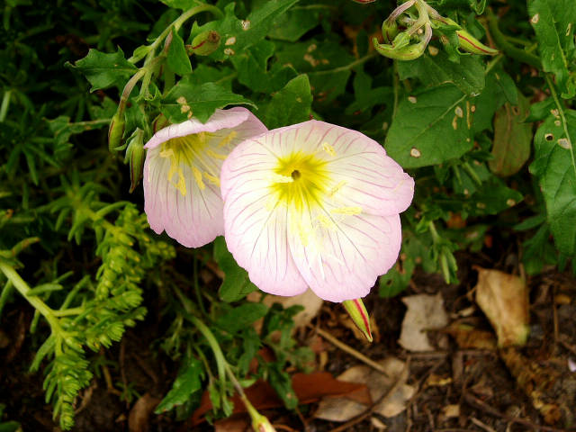 ヒルザキツキミソウの花 1 アカバナ科 5月 身近な植物図鑑