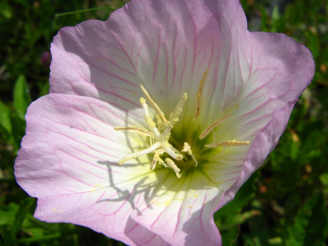 ヒルザキツキミソウの花（2）｜アカバナ科｜5月 - 身近な植物図鑑