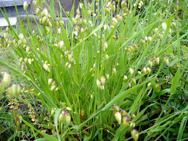 コバンソウの草姿 1 5月 イネ科 身近な植物図鑑