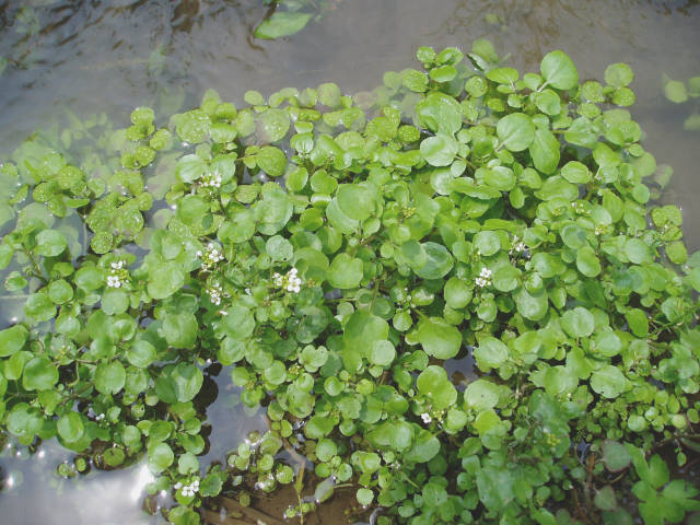 身近な植物図鑑 オランダガラシ 2