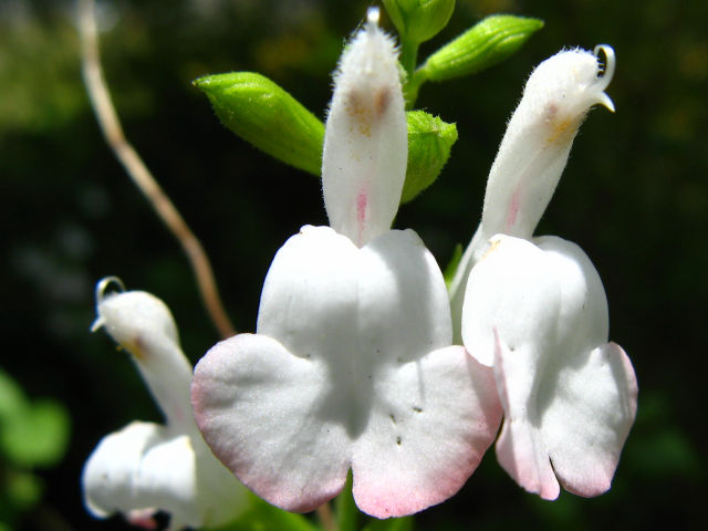 チェリーセージの花