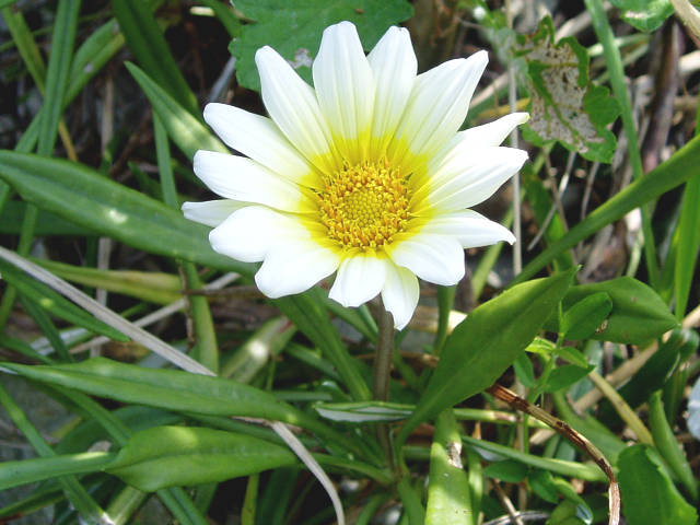 身近な植物図鑑 カザニアの花 1