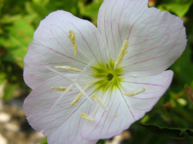 ヒルザキツキミソウの花（4）｜アカバナ科｜8月 - 身近な植物図鑑
