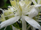 センニンソウの花