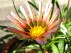 身近な植物図鑑 ガザニアの花 4