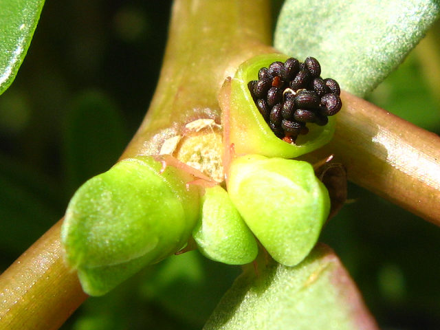 スベリヒユの種子