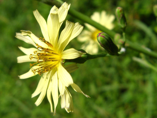 身近な植物図鑑：アキノノゲシの花(3)